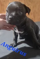Anguirus, a male Boston Terrier and Olde Boston Bulldogge for sale in Lake Grove, NY – 4 of 5