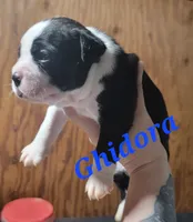 Ghidorah, a male Olde Boston Bulldogge for sale in Lake Grove, NY – 2 of 4