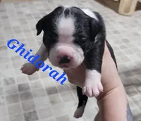 Ghidorah, a male Olde Boston Bulldogge for sale in Lake Grove, NY – 1 of 4
