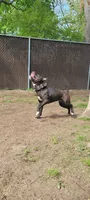 Junior, a male American Bully and Olde Boston Bulldogge for sale in Lake Grove, NY – 7 of 7