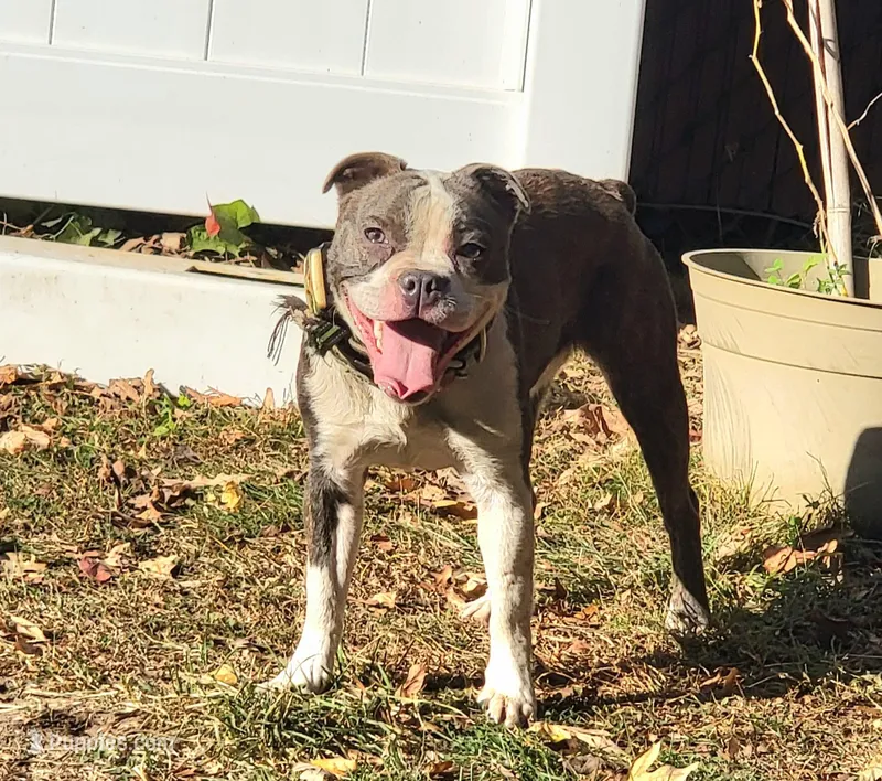 Vhagar – Olde Boston Bulldogge puppy for sale in Lake Grove, NY