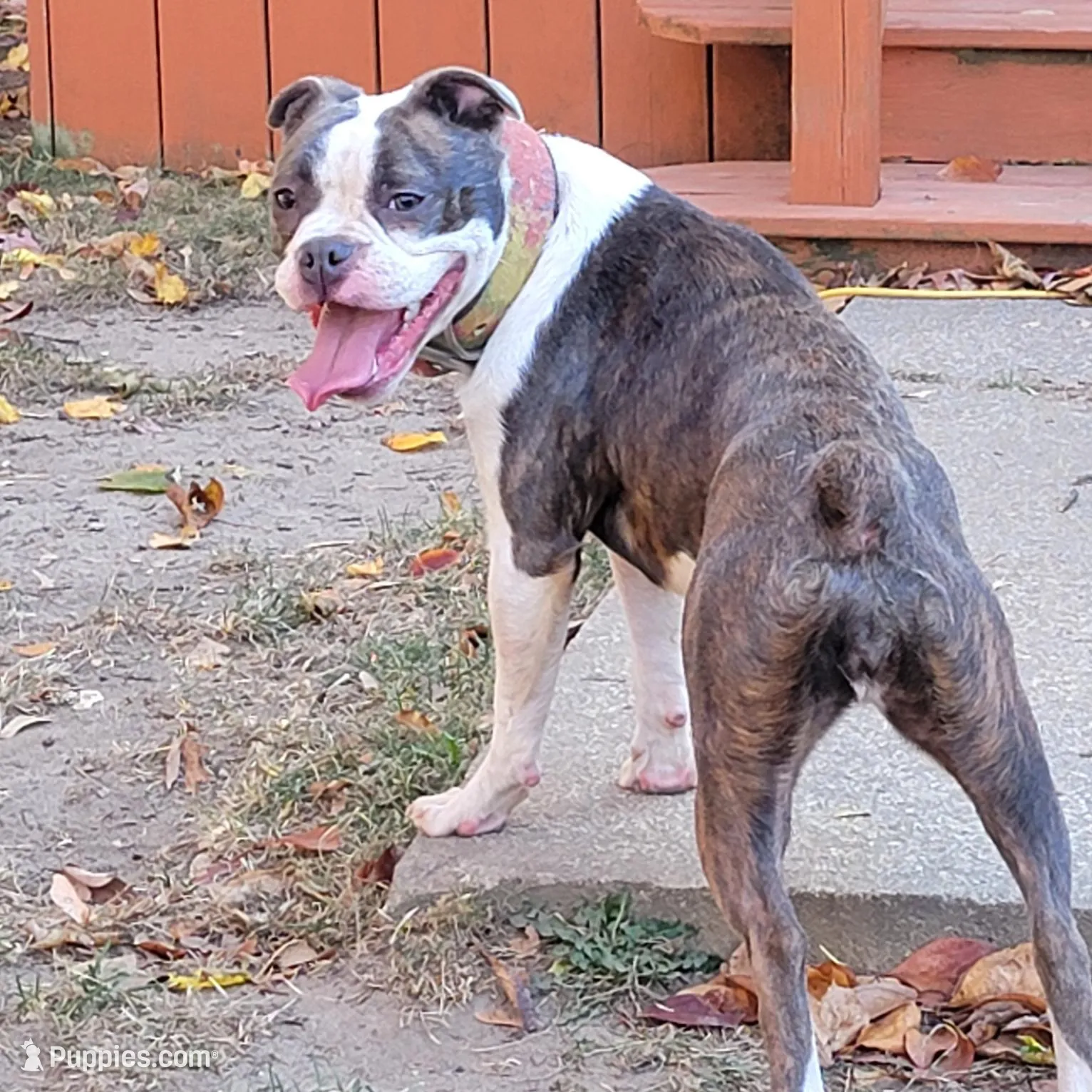Vhagar, a female Olde Boston Bulldogge for sale in Lake Grove, NY – Photo 7 of 7