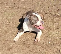 Vhagar, a female Olde Boston Bulldogge for sale in Lake Grove, NY – Photo 3 of 7
