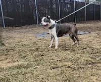 Vhagar, a female Olde Boston Bulldogge for sale in Lake Grove, NY – Photo 5 of 7