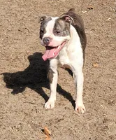 Vhagar, a female Olde Boston Bulldogge for sale in Lake Grove, NY – Photo 4 of 7
