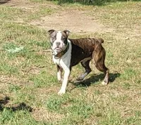 Vhagar, a female Olde Boston Bulldogge for sale in Lake Grove, NY – Photo 6 of 7