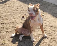 Pandora, a female American Bully and Olde Boston Bulldogge for sale in Lake Grove, NY – 5 of 5
