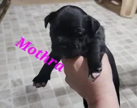 Mothra, a female Boston Terrier and Olde Boston Bulldogge for sale in Lake Grove, NY – 2 of 2