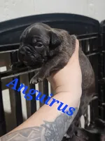 Anguirus, a male Olde Boston Bulldogge for sale in Lake Grove, NY – 1 of 1