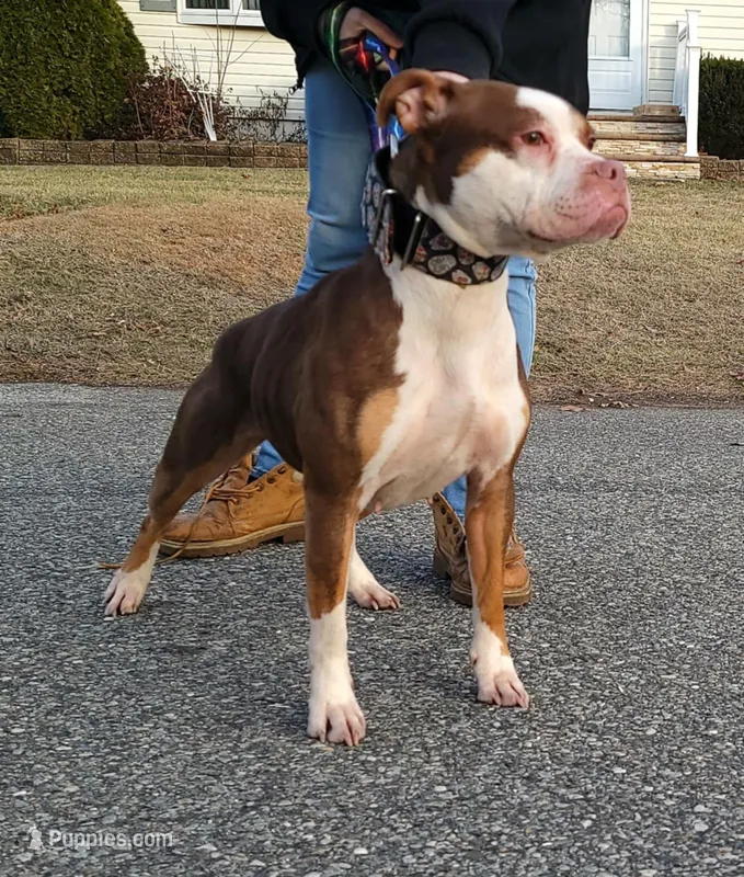 Pandora – American Bully, Olde Boston Bulldogge puppy for sale in Lake Grove, NY