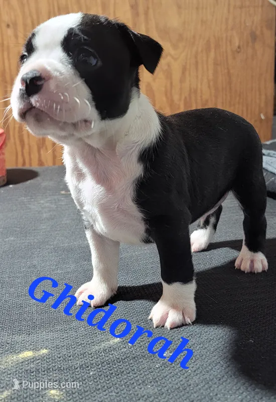 Ghidorah – Boston Terrier, Olde Boston Bulldogge puppy for sale in Lake Grove, NY