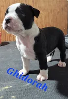 Ghidorah, a male Olde Boston Bulldogge for sale in Lake Grove, NY – 3 of 4
