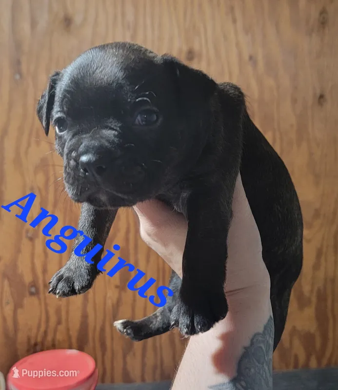 Anguirus – Boston Terrier, Olde Boston Bulldogge puppy for sale in Lake Grove, NY