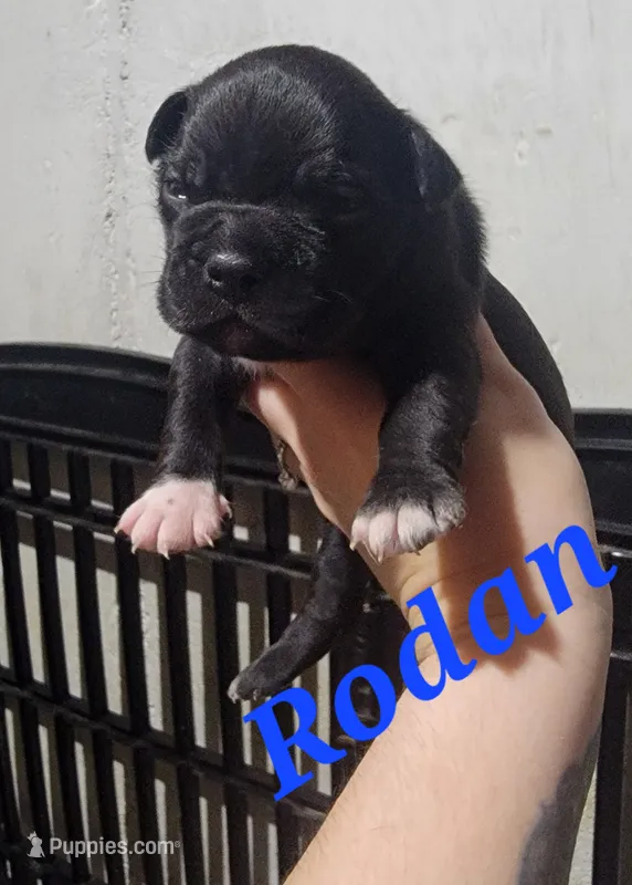 Rodan – Olde Boston Bulldogge puppy for sale in Lake Grove, NY