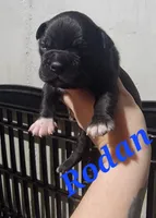 Rodan, a male Olde Boston Bulldogge for sale in Lake Grove, NY – 1 of 2