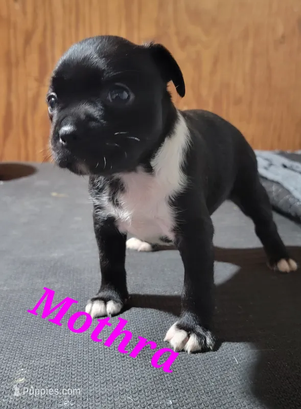 Mothra – Boston Terrier, Olde Boston Bulldogge puppy for sale in Lake Grove, NY