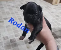 Rodan, a male Olde Boston Bulldogge for sale in Lake Grove, NY – 2 of 2