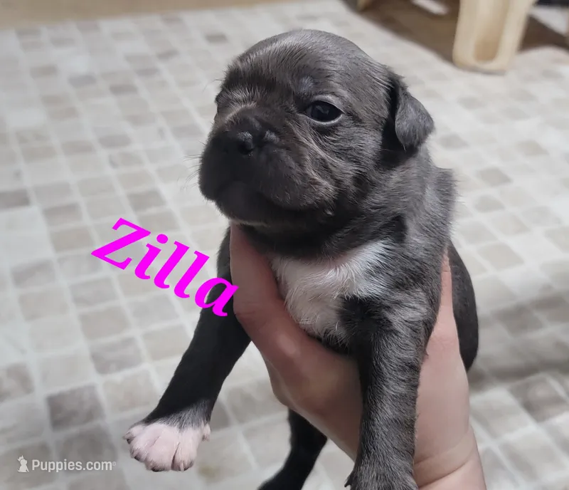 Zilla – Olde Boston Bulldogge puppy for sale in Lake Grove, NY