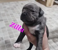 Zilla, a female Olde Boston Bulldogge for sale in Lake Grove, NY – 1 of 5