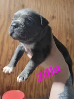 Zilla, a female Olde Boston Bulldogge for sale in Lake Grove, NY – 3 of 5
