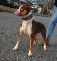 Pandora, a female American Bully and Olde Boston Bulldogge for sale in Lake Grove, NY – 2 of 5