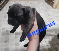 Anguirus, a male Boston Terrier and Olde Boston Bulldogge for sale in Lake Grove, NY – 2 of 5