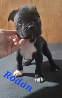 Rodan, a male Boston Terrier and Olde Boston Bulldogge for sale in Lake Grove, NY – 4 of 4