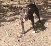Junior, a male American Bully and Olde Boston Bulldogge for sale in Lake Grove, NY – 3 of 7