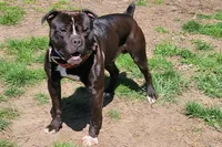 Junior, a male American Bully and Olde Boston Bulldogge for sale in Lake Grove, NY – 5 of 7