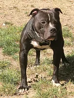 Junior, a male American Bully and Olde Boston Bulldogge for sale in Lake Grove, NY – 1 of 7