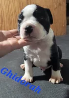 Ghidorah, a male Olde Boston Bulldogge for sale in Lake Grove, NY – 4 of 4