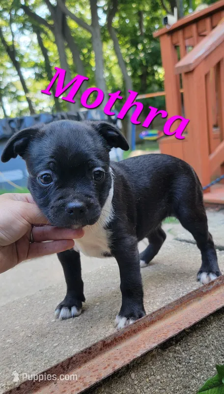 Mothra – Boston Terrier, Olde Boston Bulldogge puppy for sale in Lake Grove, NY