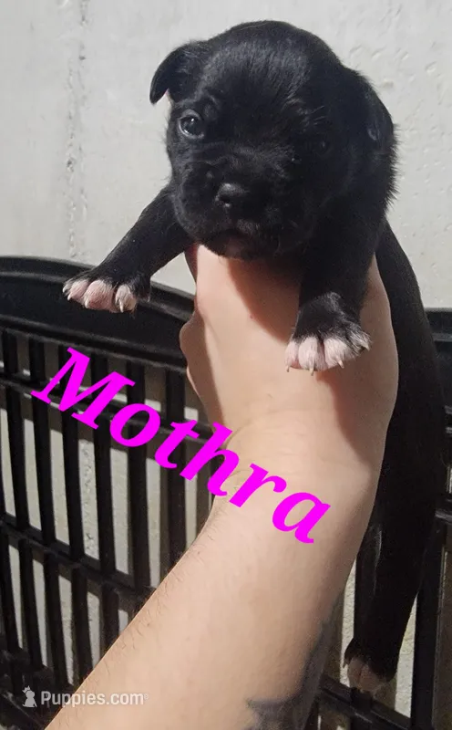 Mothra – Olde Boston Bulldogge puppy for sale in Lake Grove, NY