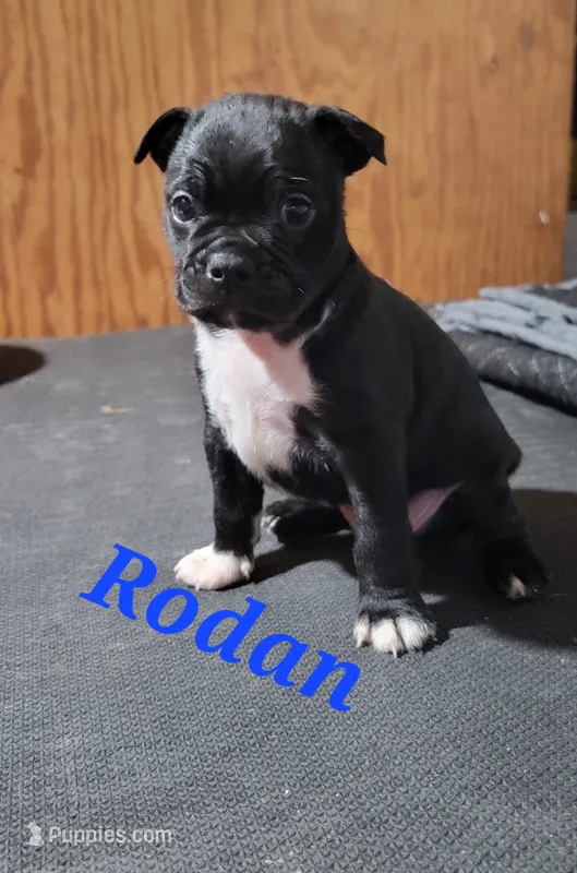 Rodan – Boston Terrier, Olde Boston Bulldogge puppy for sale in Lake Grove, NY