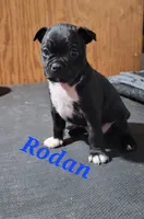 Rodan, a male Boston Terrier and Olde Boston Bulldogge for sale in Lake Grove, NY – 3 of 4