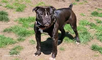 Junior, a male American Bully and Olde Boston Bulldogge for sale in Lake Grove, NY – 6 of 7