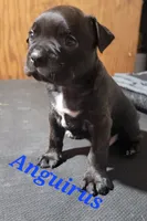 Anguirus, a male Boston Terrier and Olde Boston Bulldogge for sale in Lake Grove, NY – 5 of 5