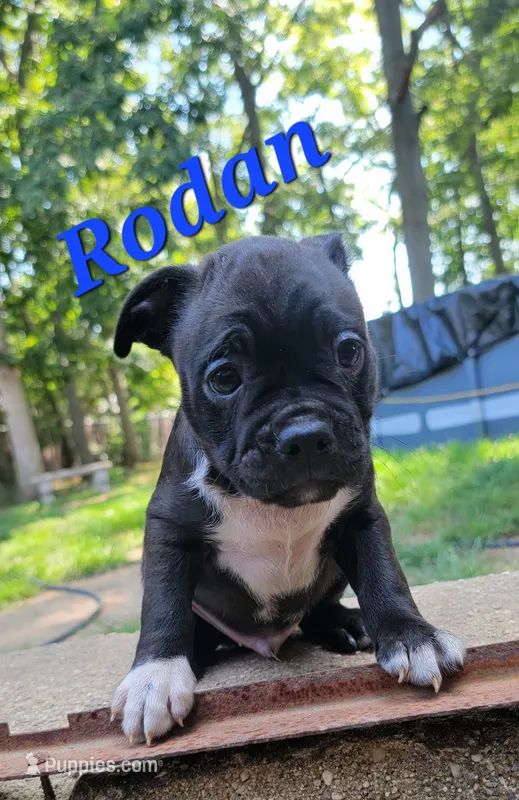 Rodan – Boston Terrier, Olde Boston Bulldogge puppy for sale in Lake Grove, NY