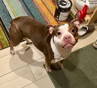 Pandora, a female American Bully and Olde Boston Bulldogge for sale in Lake Grove, NY – 3 of 5