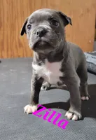 Zilla, a female Olde Boston Bulldogge for sale in Lake Grove, NY – 5 of 5