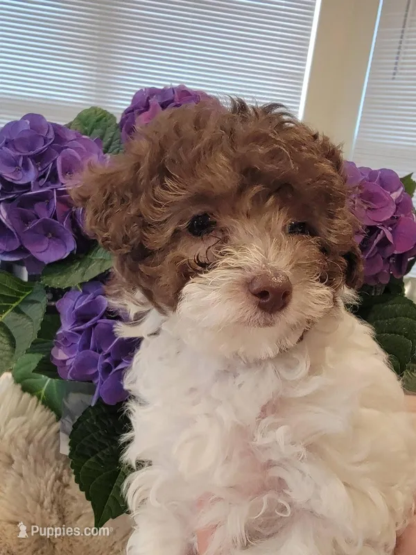 Jasmine  AKC – Poodle - Toy  puppy for sale in Greenville, SC