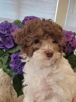 Jasmine  AKC, a female Poodle - Toy  for sale in Greenville, SC – Photo 1 of 7