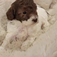 Jasmine  AKC, a female Poodle - Toy  for sale in Greenville, SC – Photo 7 of 7