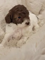 Jasmine  AKC, a female Poodle - Toy  for sale in Greenville, SC – Photo 4 of 4