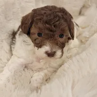 Jasmine  AKC, a female Poodle - Toy  for sale in Greenville, SC – Photo 6 of 7