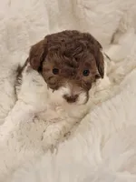 Jasmine  AKC, a female Poodle - Toy  for sale in Greenville, SC – Photo 3 of 4