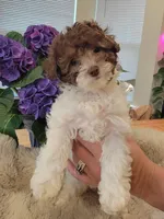 Jasmine  AKC, a female Poodle - Toy  for sale in Greenville, SC – Photo 3 of 7
