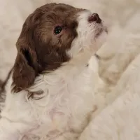Jasmine  AKC, a female Poodle - Toy  for sale in Greenville, SC – Photo 4 of 7