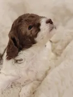 Jasmine  AKC, a female Poodle - Toy  for sale in Greenville, SC – Photo 1 of 4