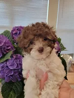 Jasmine  AKC, a female Poodle - Toy  for sale in Greenville, SC – Photo 2 of 7